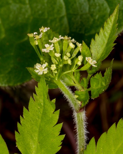 Osmorhiza 16-0914.jpg